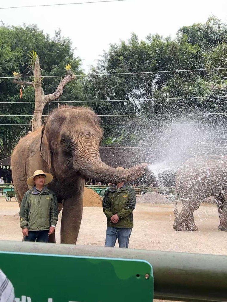 elephant elephant